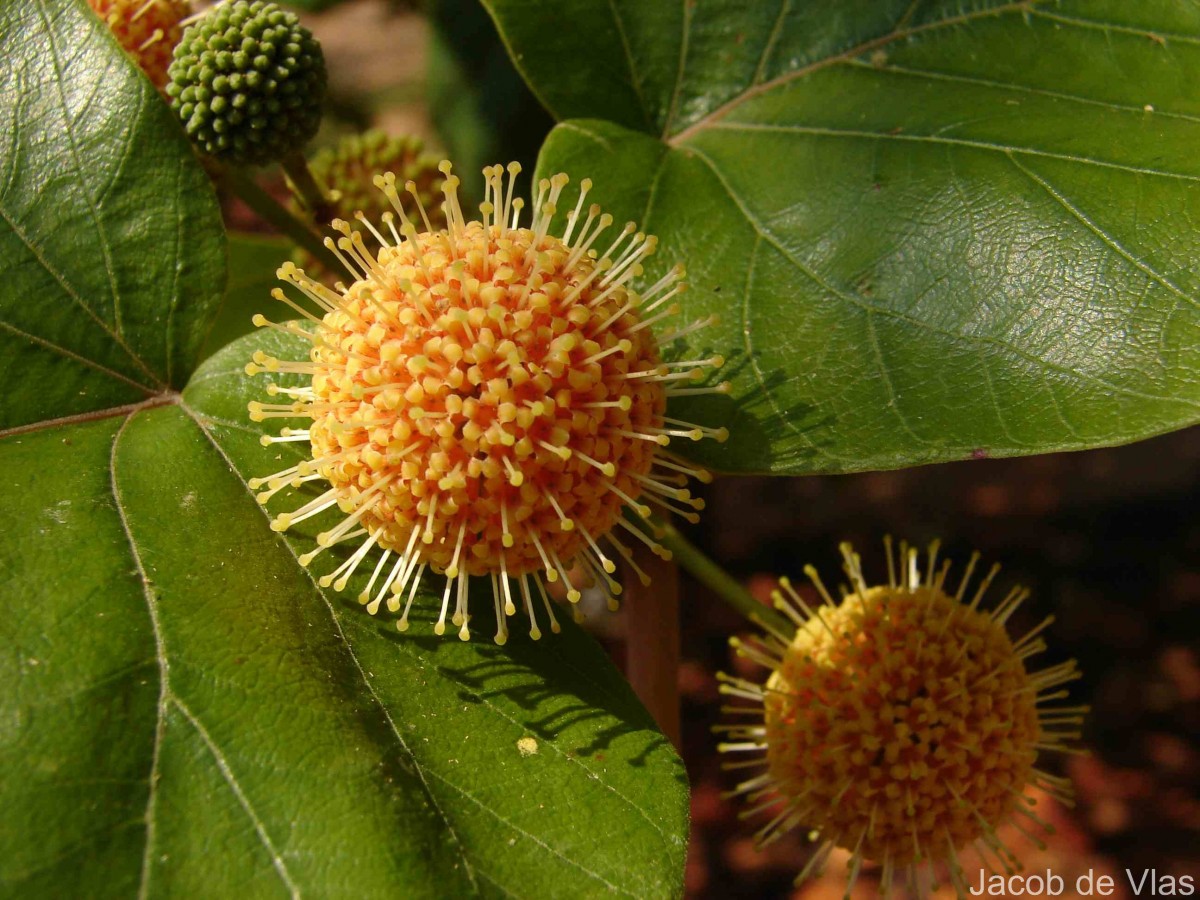 Adina cordifolia (Roxb.) Brandis